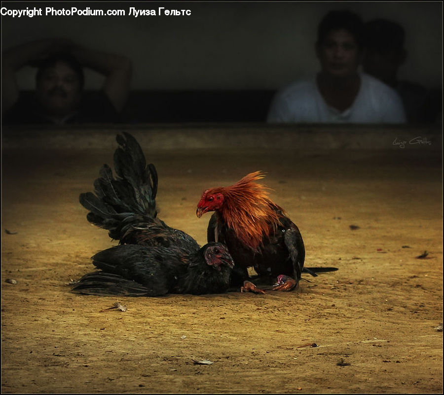 People, Person, Human, Chicken, Cock Bird, Fowl, Poultry
