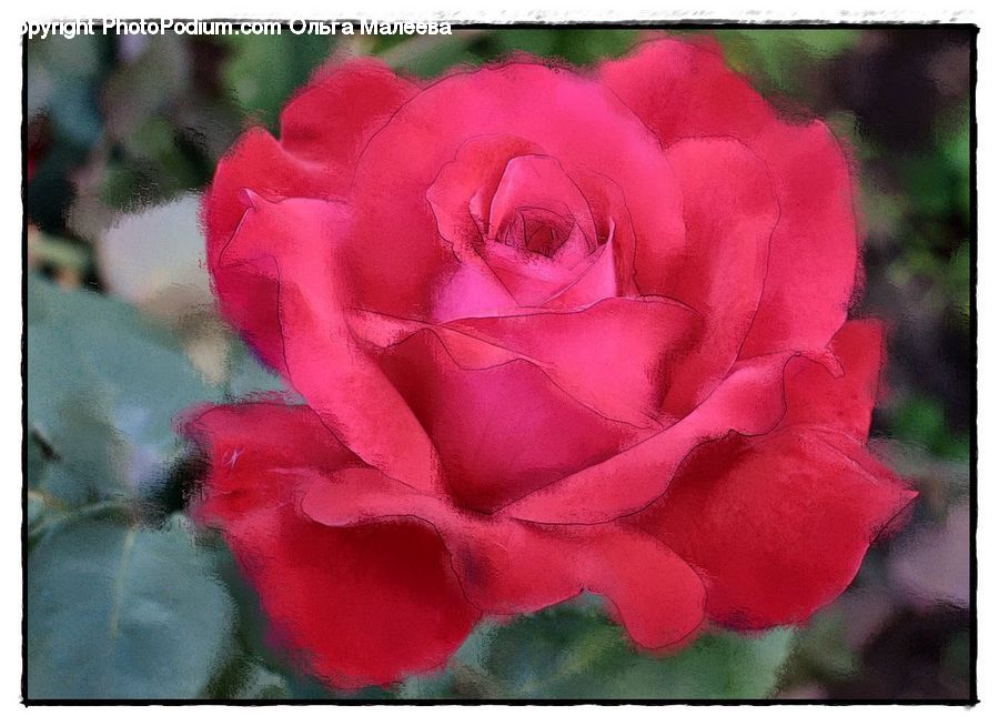 People, Person, Human, Blossom, Flower, Plant, Rose