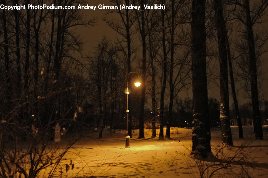 People, Person, Human, Plant, Potted Plant, Blizzard, Outdoors