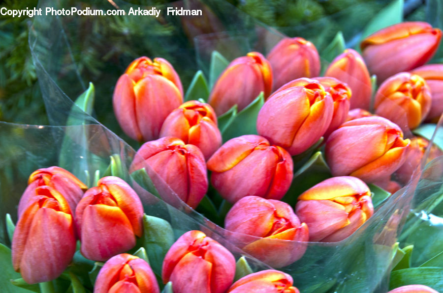 Blossom, Flora, Flower, Plant, Tulip, Dahlia, Crocus