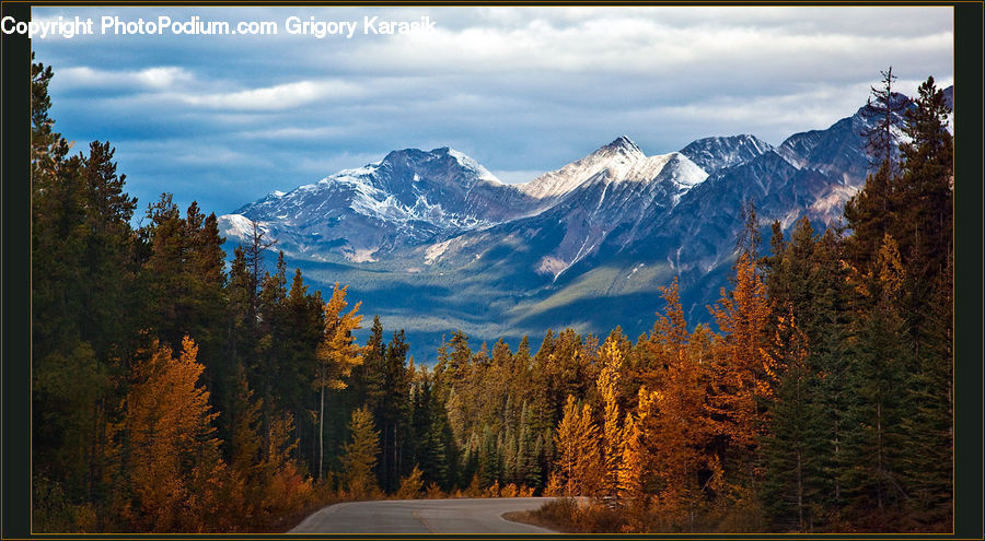 Conifer, Larch, Tree, Wood, Dirt Road, Gravel, Road