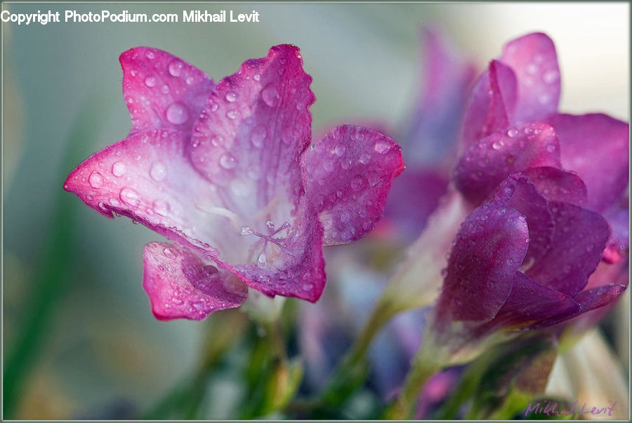 Flora, Flower, Gladiolus, Plant, Blossom, Carnation, Geranium