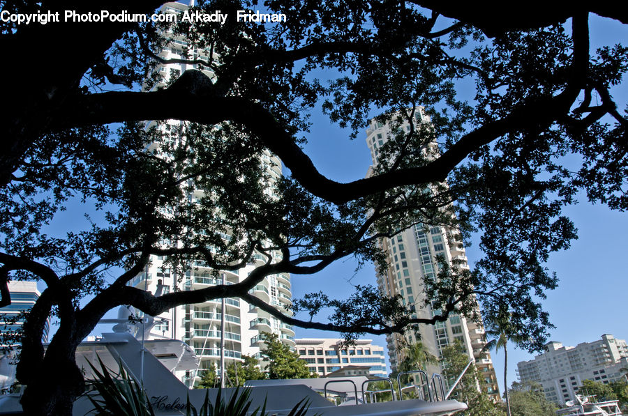 Oak, Tree, Wood, Building, Housing, Plant, Campus