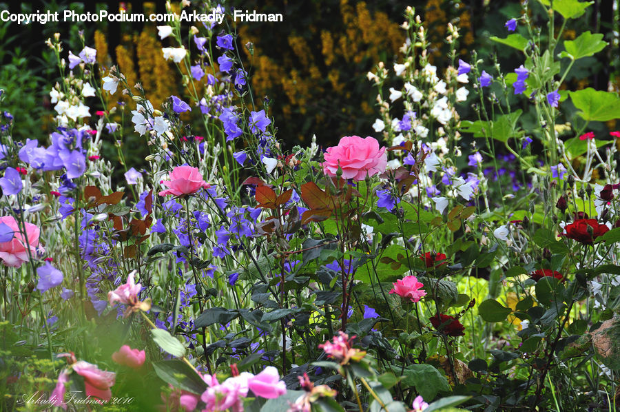 Blossom, Flora, Flower, Plant, Geranium, Potted Plant, Aster