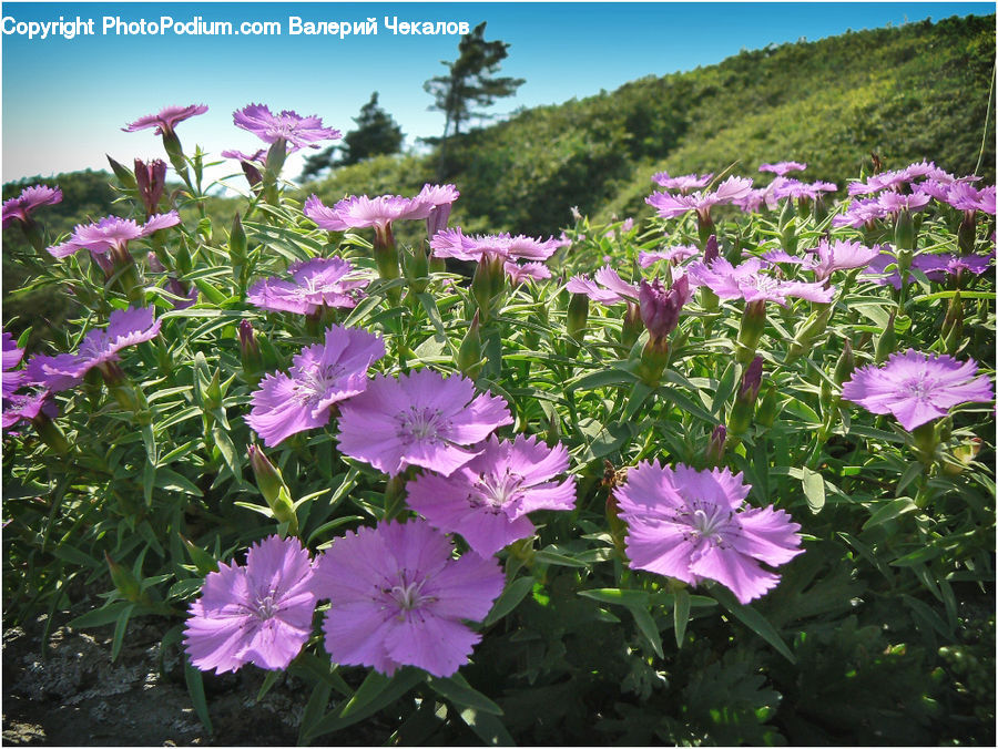 Blossom, Flora, Flower, Geranium, Plant, Crocus, Lilac