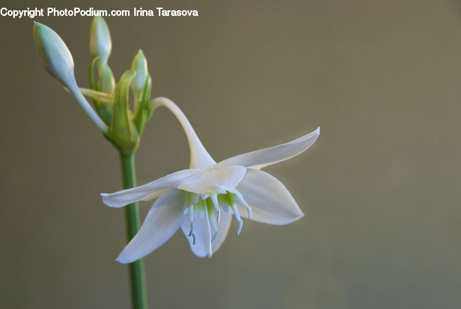Flora, Flower, Gladiolus, Plant, Bud, Amaryllidaceae, Blossom
