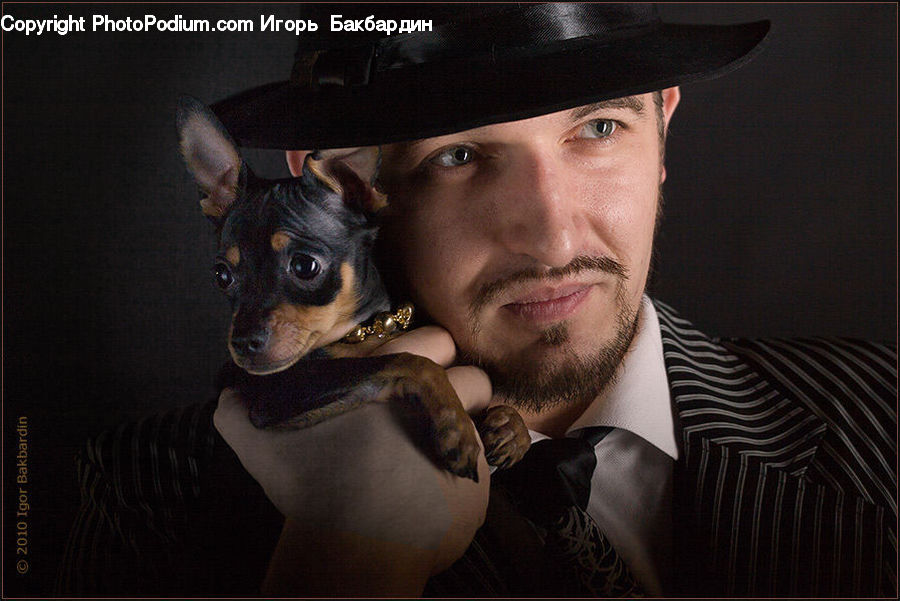Animal, Canine, Chihuahua, Dog, Mammal, Pet, Face