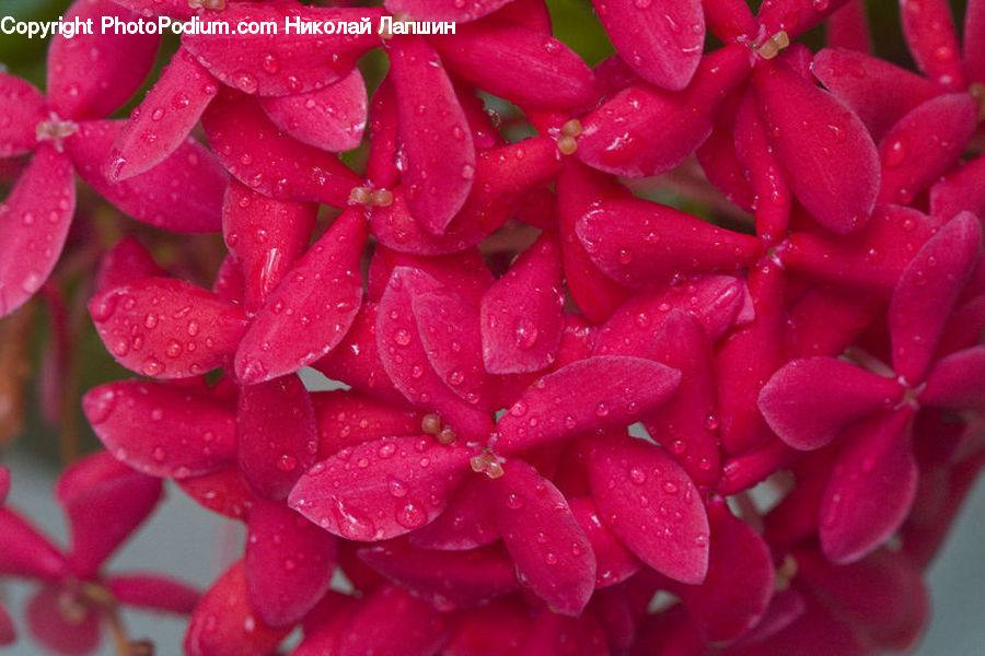 Fruit, Blossom, Flora, Flower, Geranium, Plant, Dahlia
