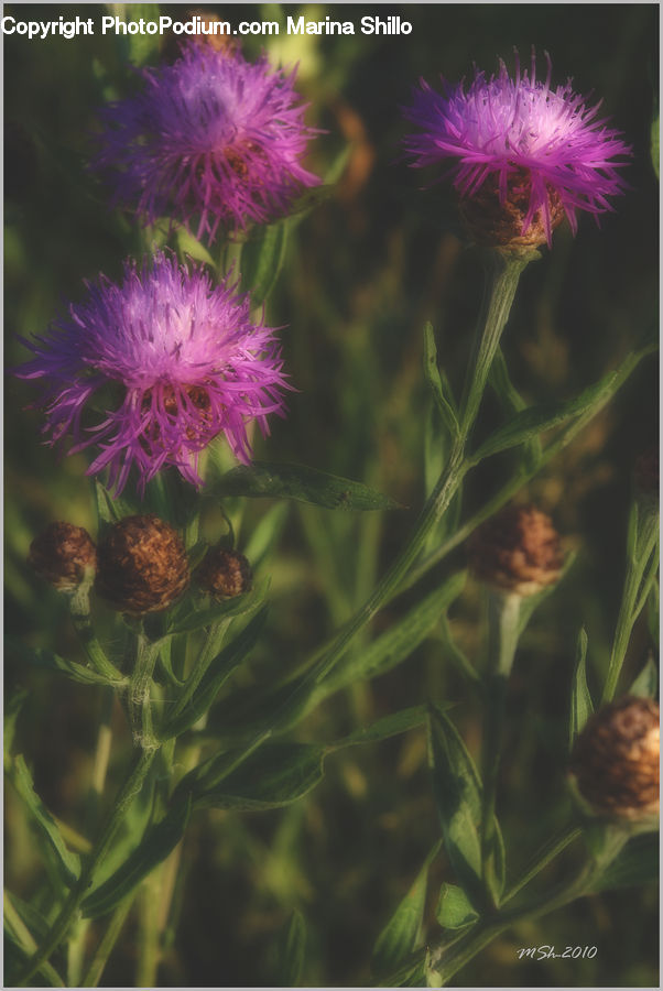 Flora, Flower, Plant, Thistle, Weed, Dill, Algae