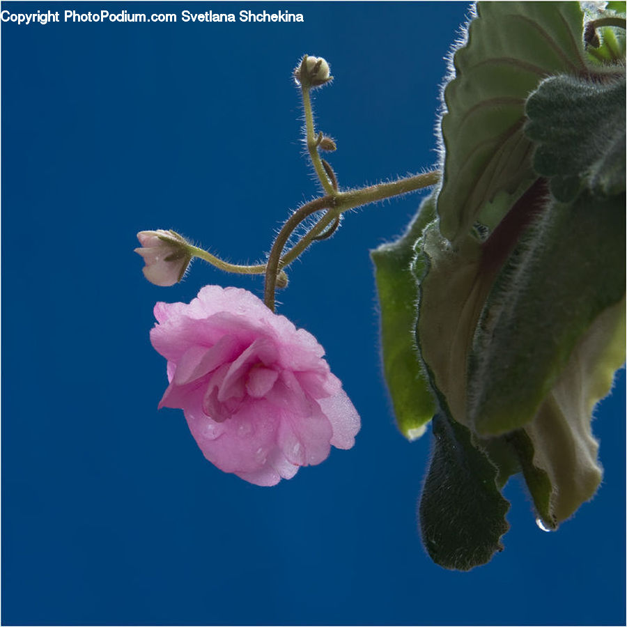 People, Person, Human, Flora, Flower, Hibiscus, Plant