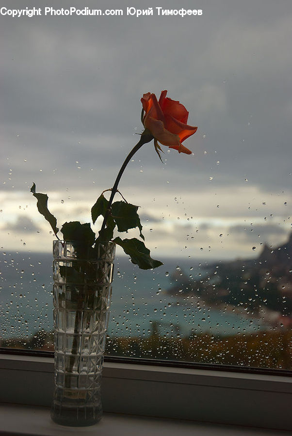 Blossom, Flower, Plant, Rose, Flower Arrangement, Ikebana, Potted Plant