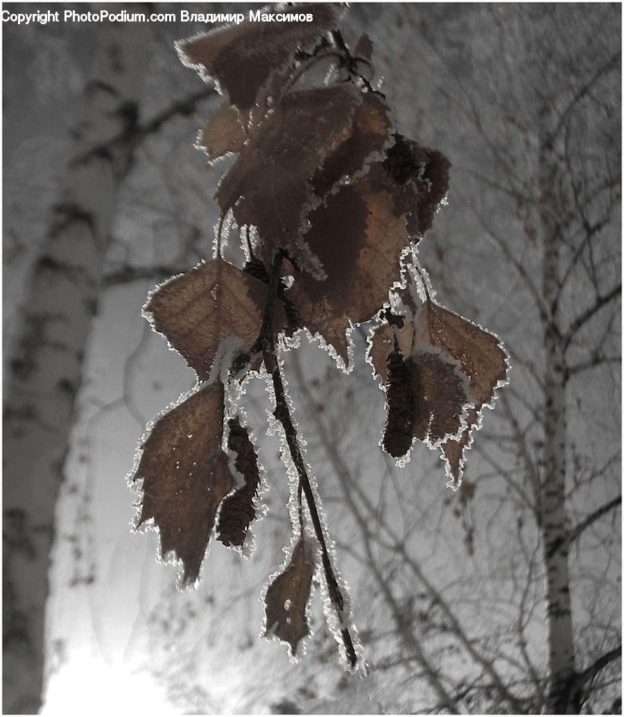 Frost, Ice, Outdoors, Snow, Birch, Tree, Wood