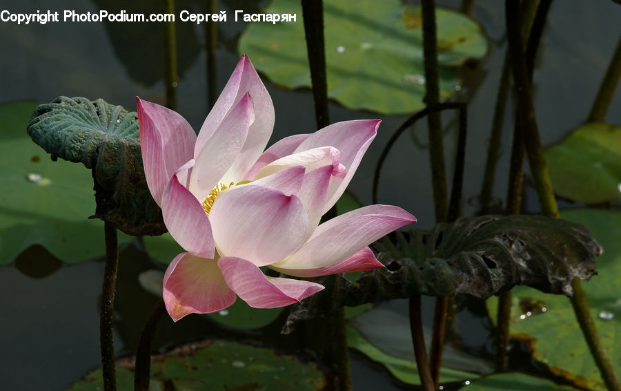 Blossom, Flora, Flower, Plant, Lily, Pond Lily, Geranium