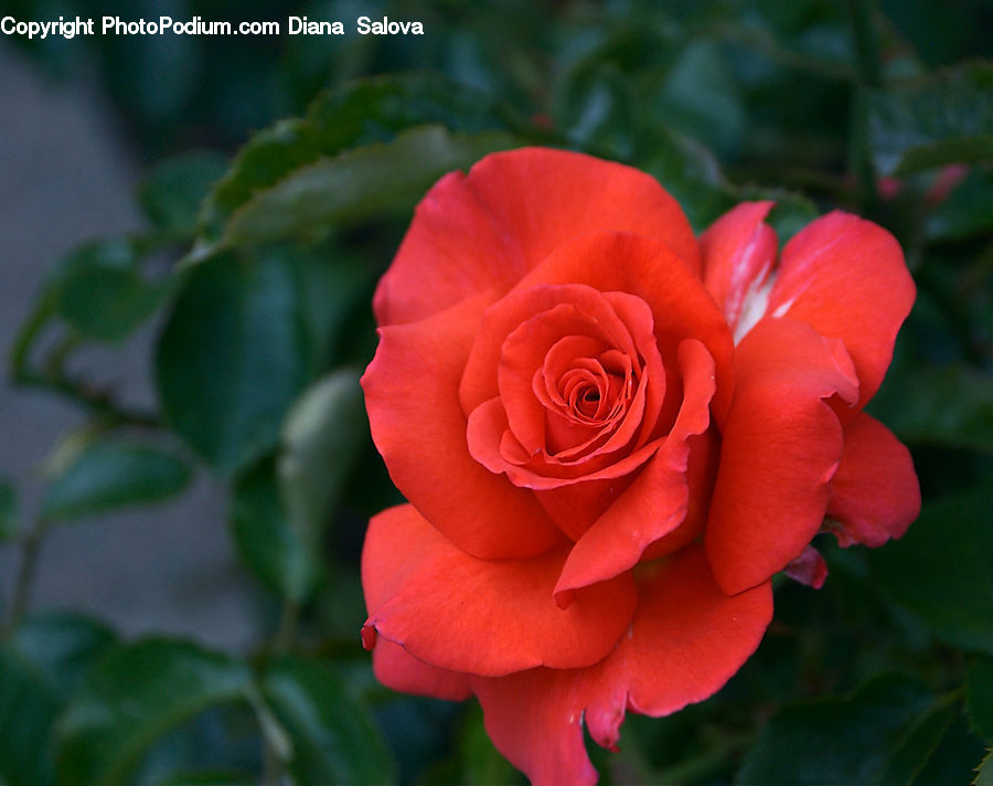 Blossom, Flower, Plant, Rose, Flora, Geranium, Flower Arrangement