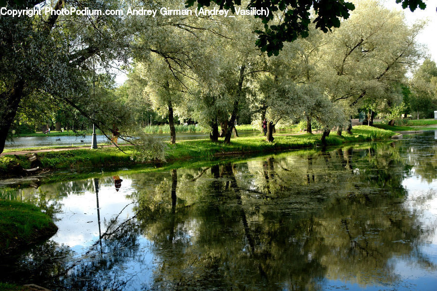 Outdoors, Pond, Water, Blossom, Flora, Flower, Plant