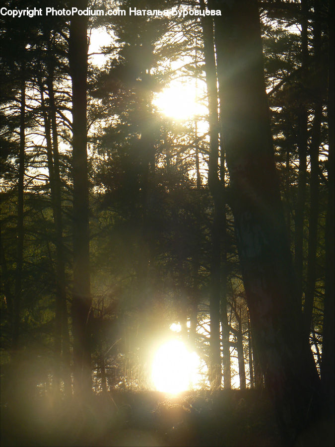 Flare, Light, Forest, Vegetation, Conifer, Fir, Plant