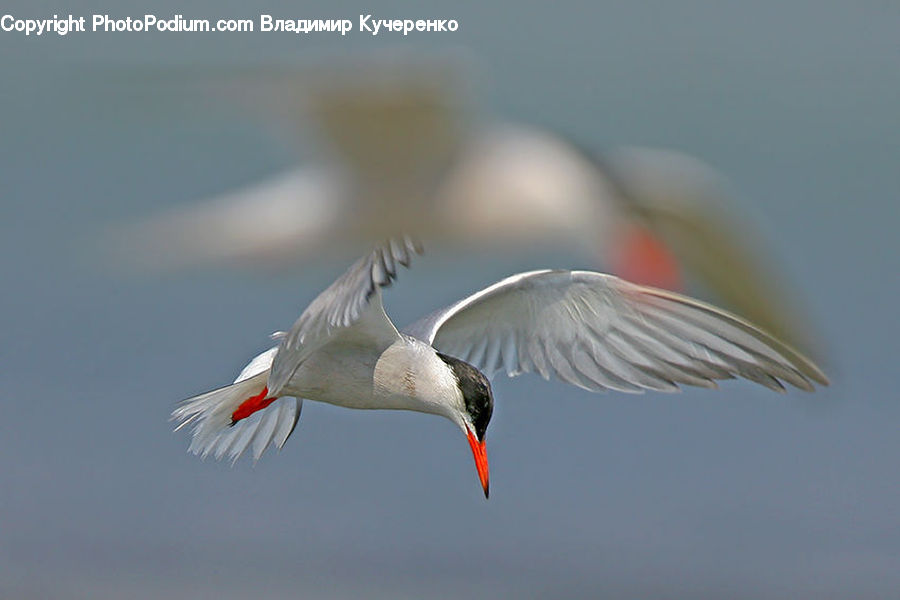 Beak, Bird, Goose, Waterfowl, Crane Bird, Heron, Seagull