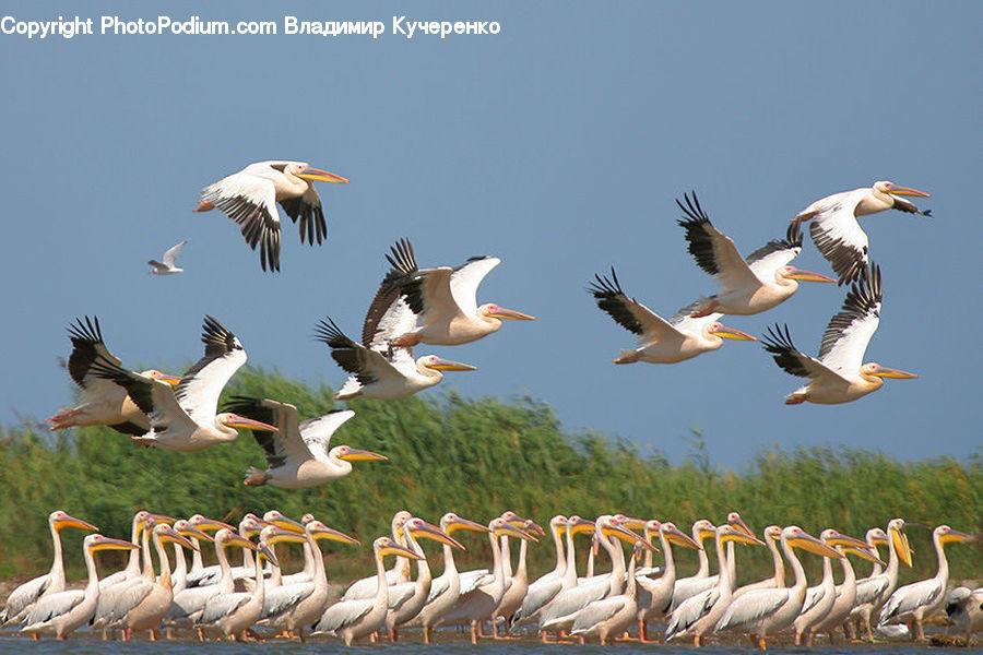 Bird, Pelican, Stork, Beak, Goose, Waterfowl, Flamingo