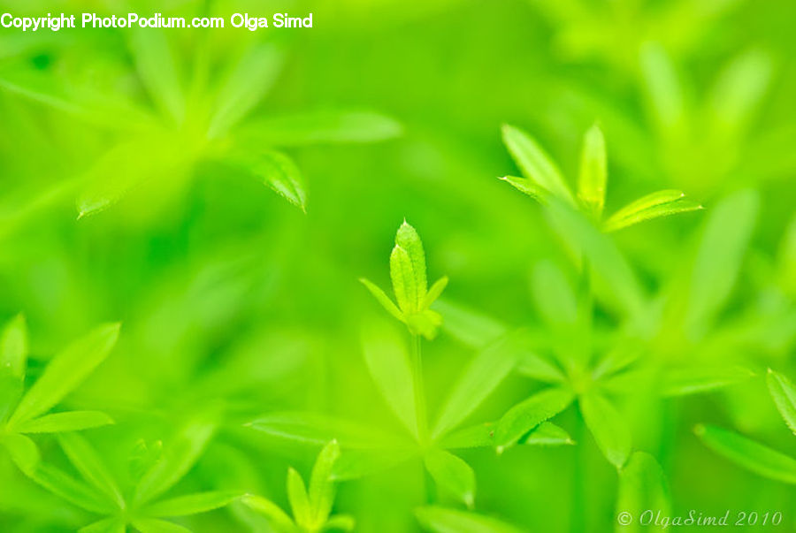 Dill, Plant, Field, Grass, Grassland, Herbs, Parsley