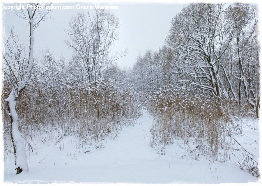 Ice, Outdoors, Snow, Blizzard, Weather, Winter, Plant
