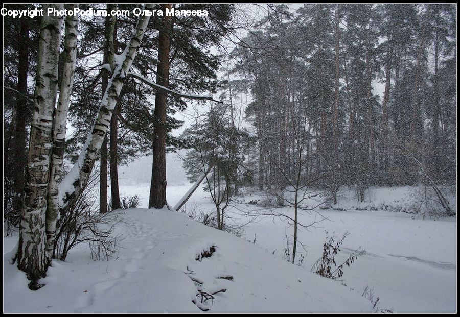 Ice, Outdoors, Snow, Forest, Vegetation, Conifer, Fir