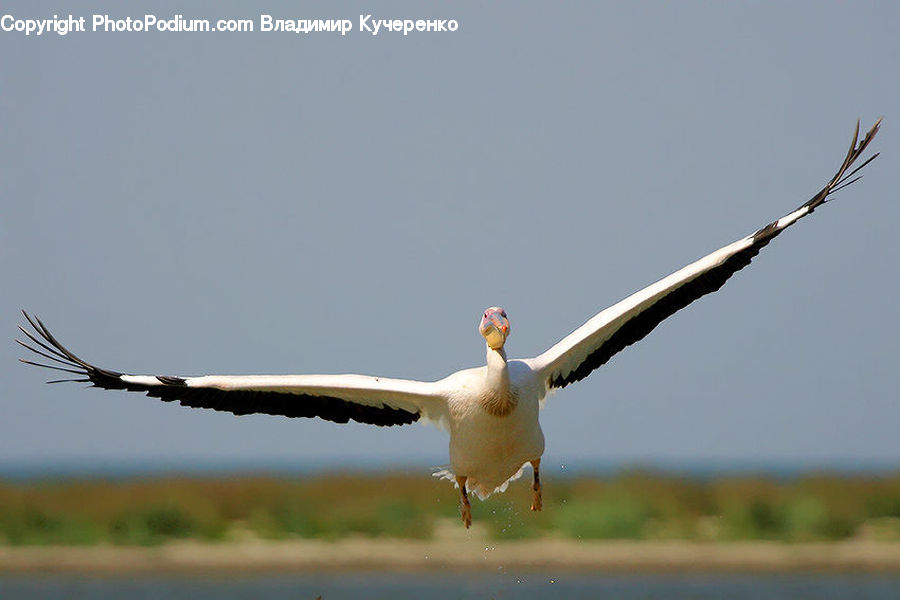 Bird, Booby, Goose, Waterfowl, Crane Bird, Heron, Stork