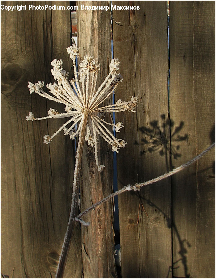 Dill, Plant, Flower Arrangement, Ikebana, Potted Plant, Vase, Blossom