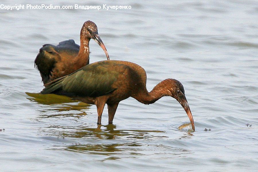 Bird, Crane Bird, Heron, Ardeidae, Stork, Waterfowl, Beak
