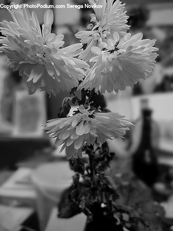 Blossom, Flora, Flower, Plant, Petal, Potted Plant, Daisies