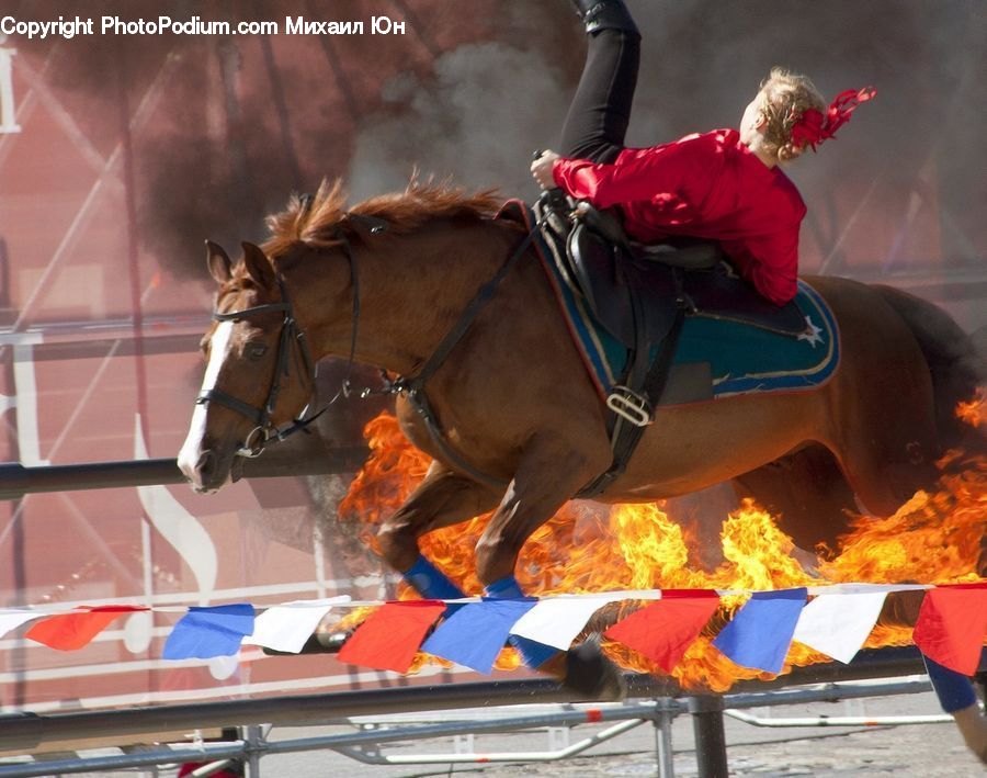 People, Person, Human, Animal, Horse, Mammal, Equestrian