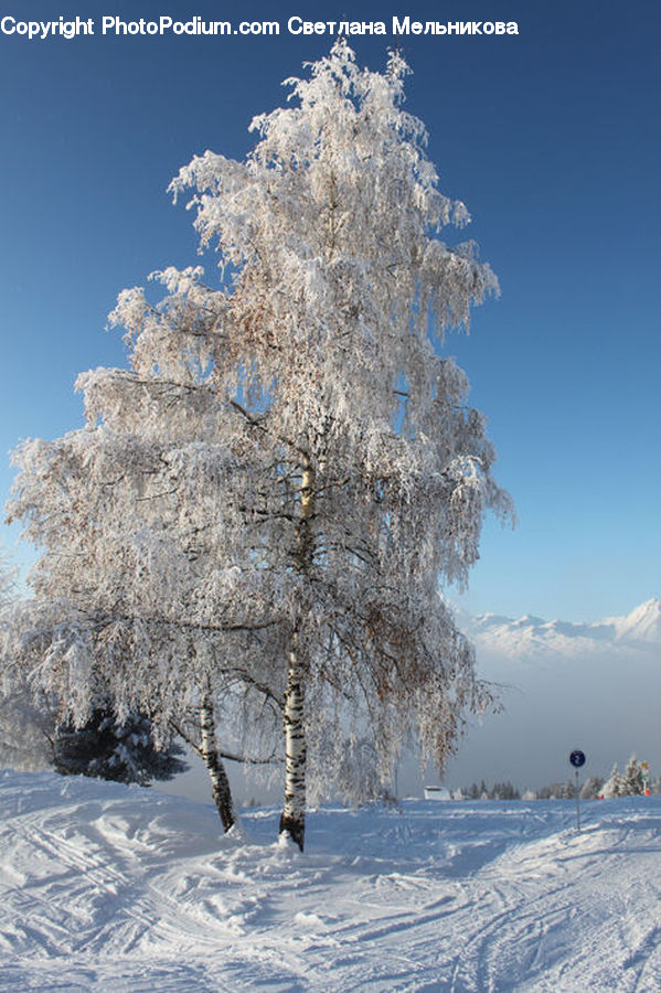 Frost, Ice, Outdoors, Snow, Blossom, Flora, Flower