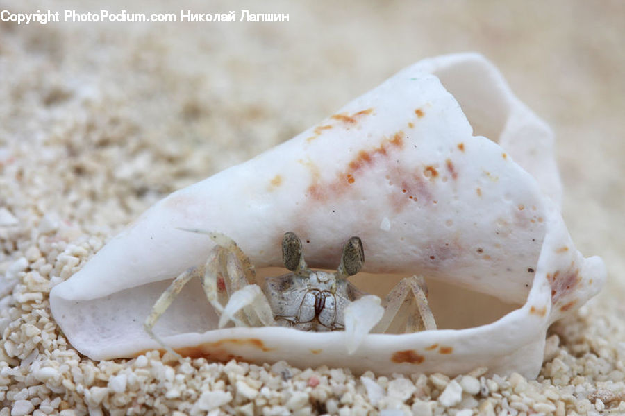 Conch, Invertebrate, Sea Life, Seashell, Crab, Seafood, Garlic