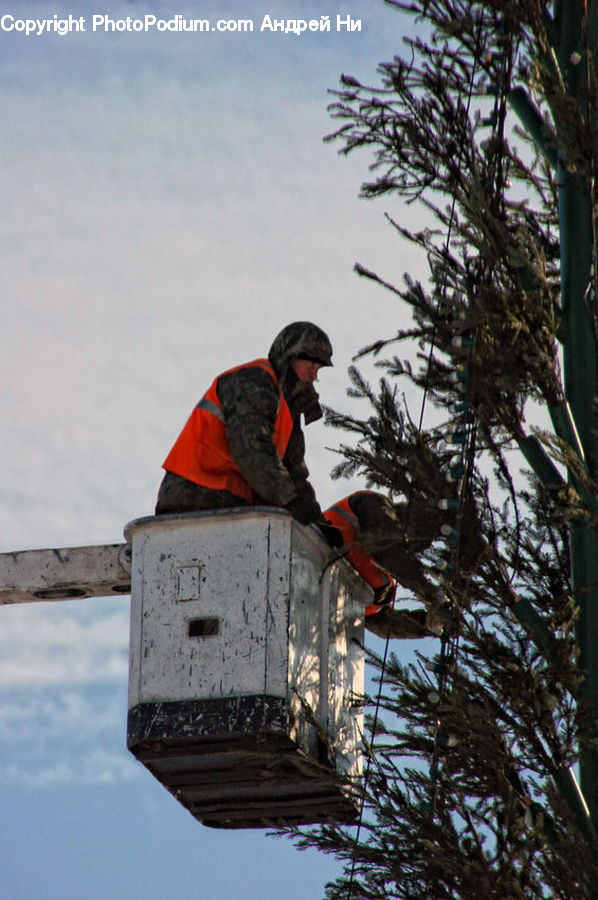 People, Person, Human, Bird, Flicker Bird, Woodpecker, Piste