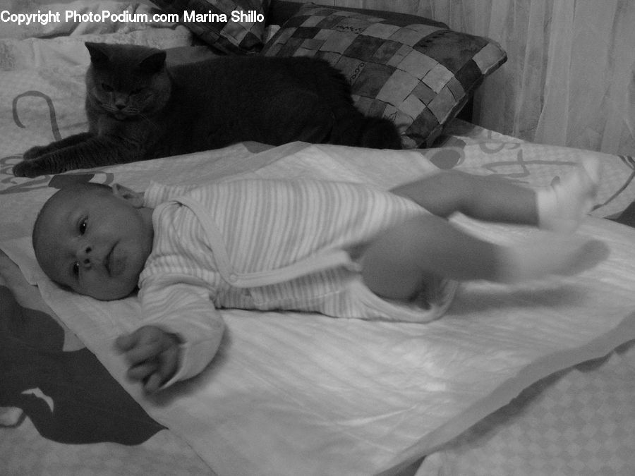 Bed, Bedroom, Furniture, Animal, Cat, Mammal, Pet