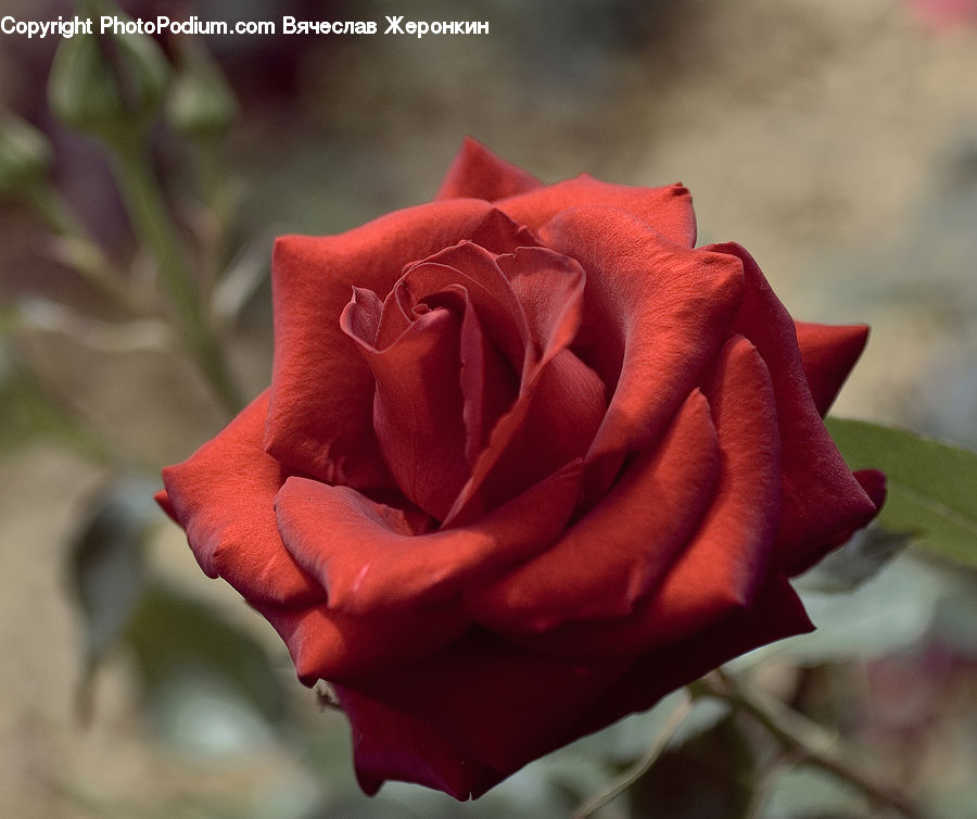 Blossom, Flower, Plant, Rose, Flora, Carnation, Flower Arrangement