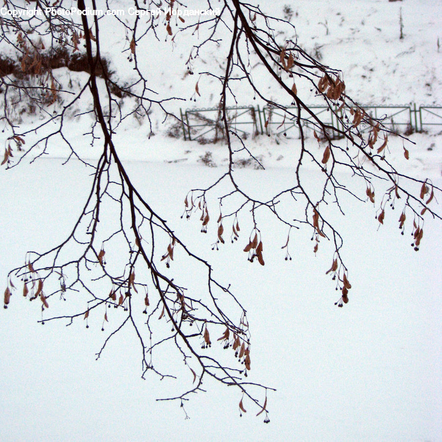 Plant, Tree, Conifer, Fir, Map, Blossom, Flora