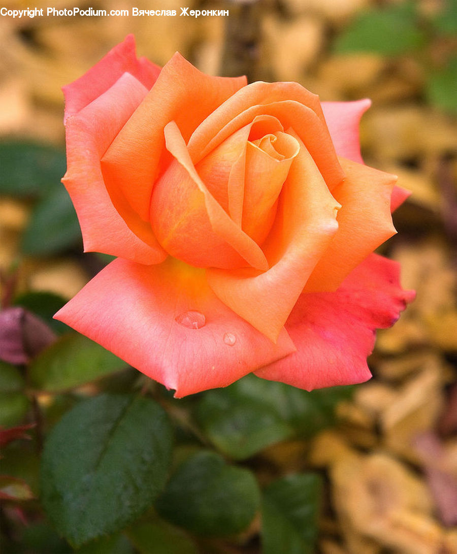 Blossom, Flower, Plant, Rose, Flora, Flower Arrangement, Flower Bouquet