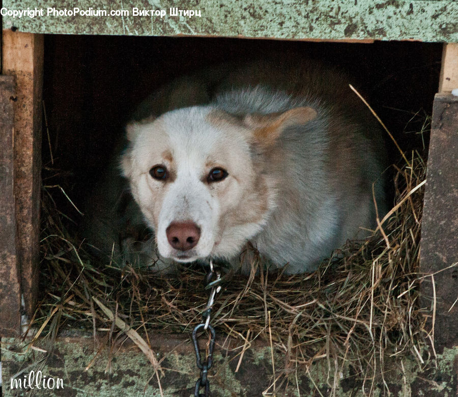 Animal, Canine, Dog, Husky, Mammal, Pet, Puppy