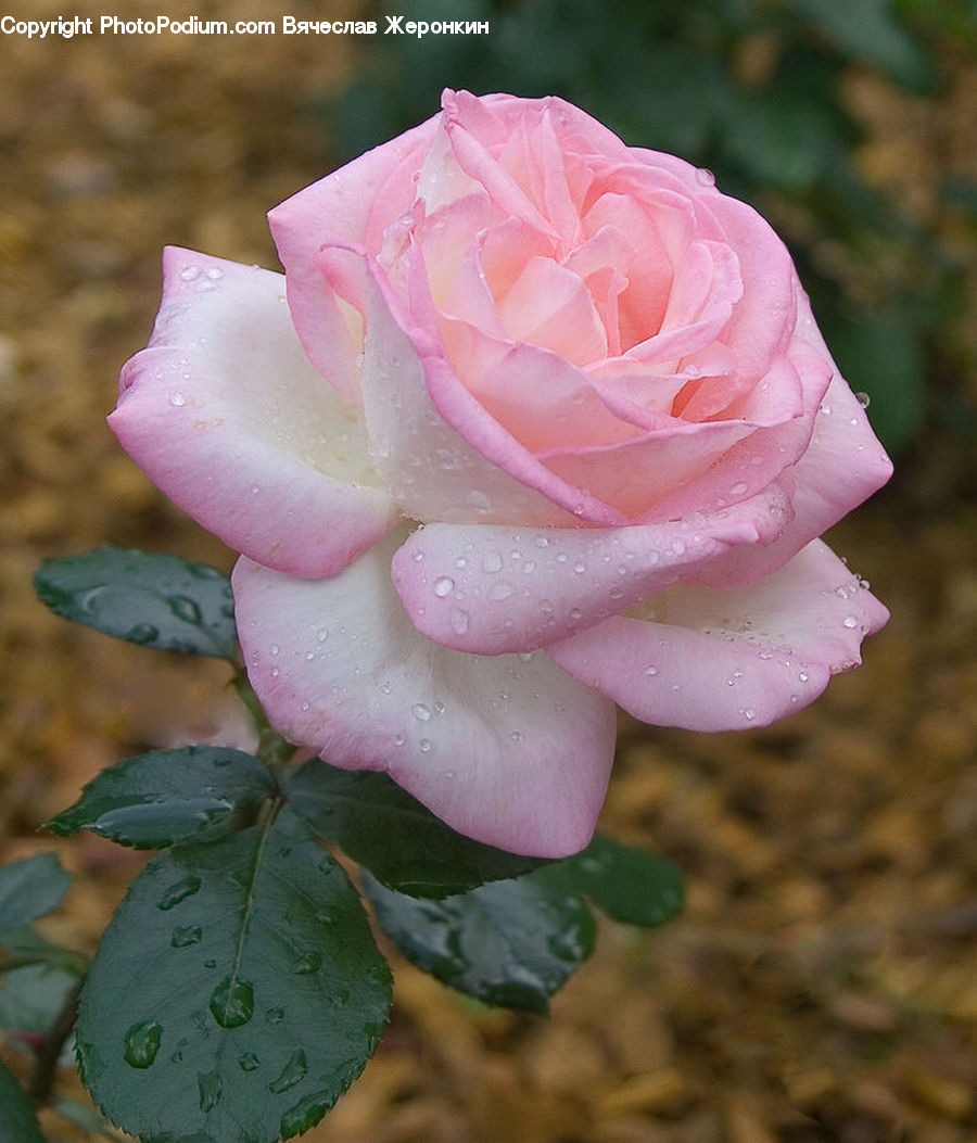 Blossom, Flower, Plant, Rose, People, Person, Human