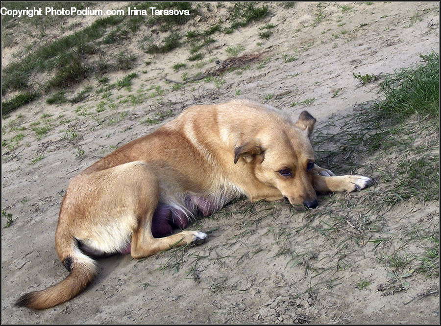 Animal, Canine, Dog, Husky, Mammal, Pet, Algae