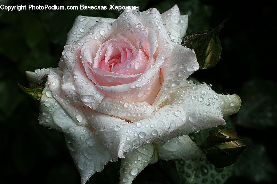 Blossom, Flower, Plant, Rose, Flower Arrangement, Flower Bouquet, Potted Plant
