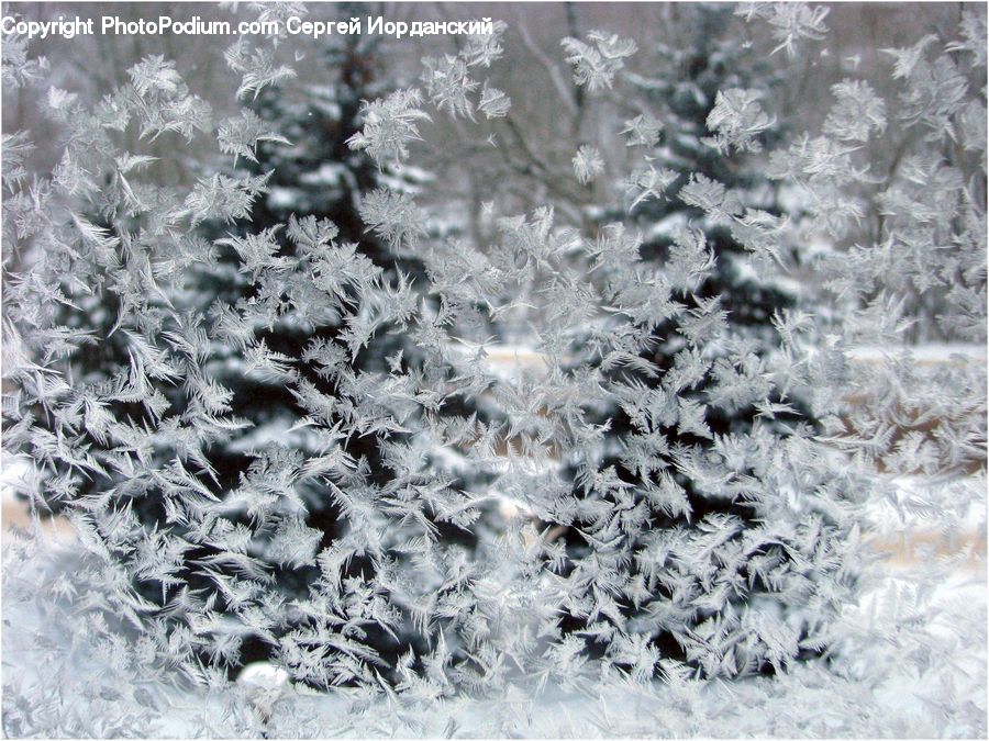 Frost, Ice, Outdoors, Snow, Conifer, Fir, Plant