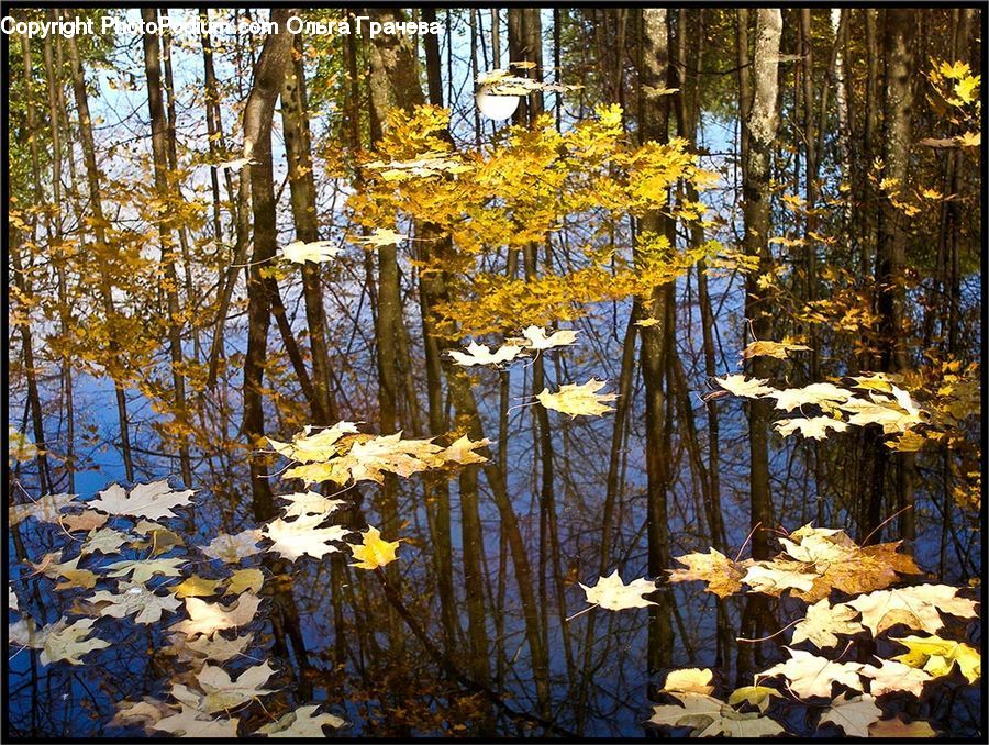 Land, Marsh, Outdoors, Swamp, Water, Pond, Forest