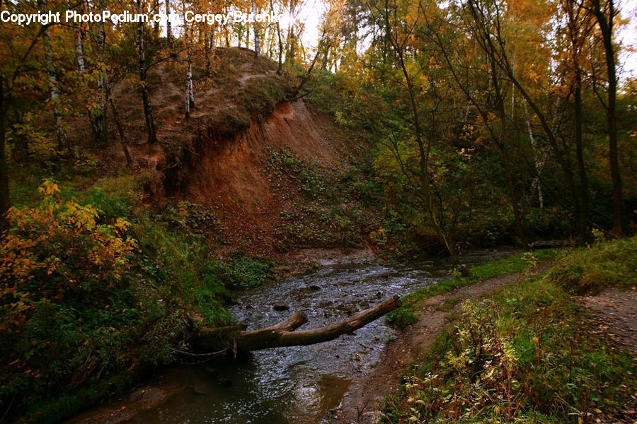 Creek, Outdoors, River, Water, Plant, Potted Plant, Dirt Road