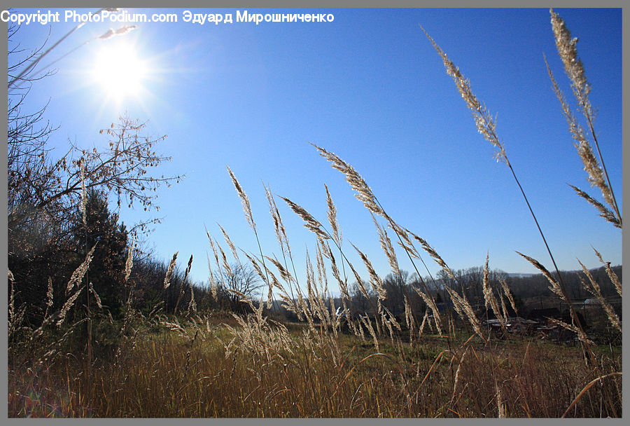 Field, Grass, Grassland, Plant, Land, Outdoors, Grain