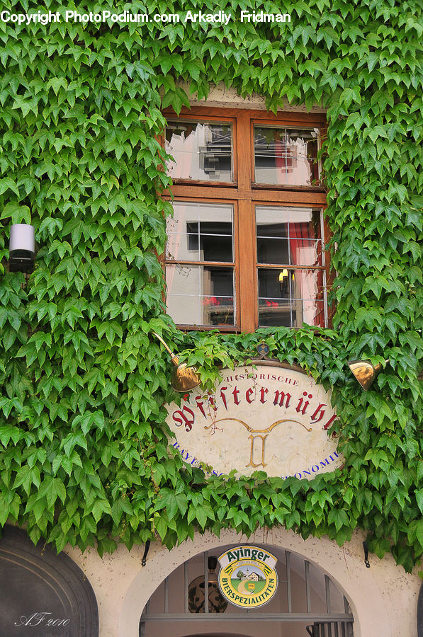 Ivy, Plant, Vine, Building, Housing, Architecture, Bell Tower
