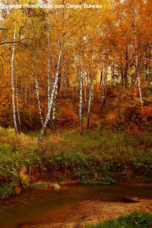 Birch, Tree, Wood, Path, Road, Walkway, Bush