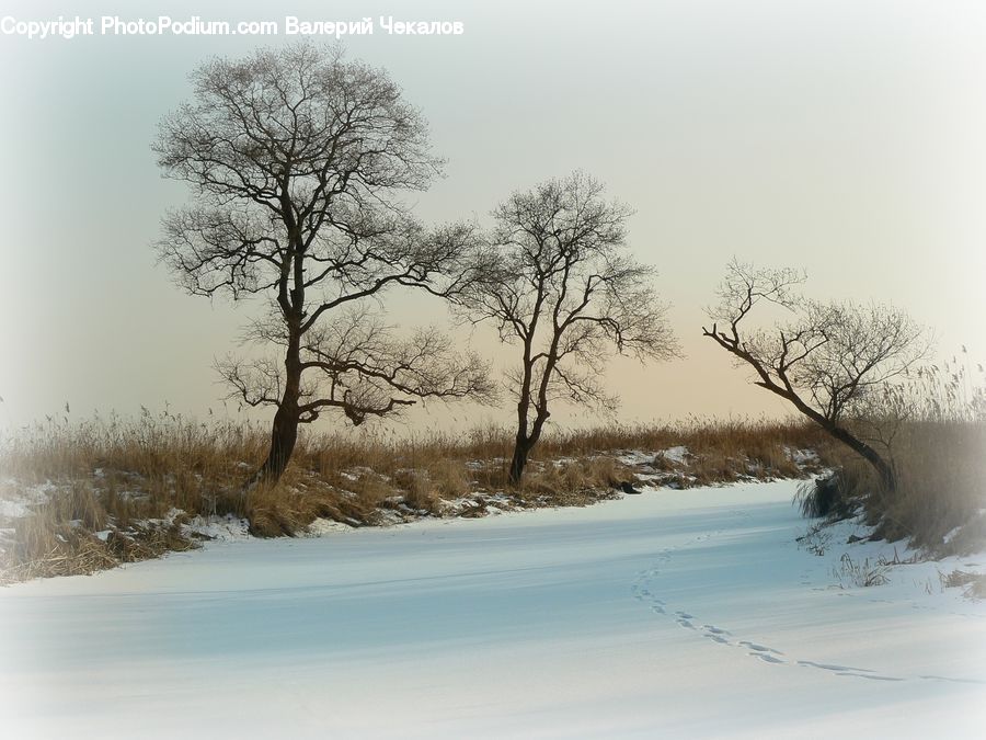 Ice, Outdoors, Snow, Plant, Tree, Landscape, Nature