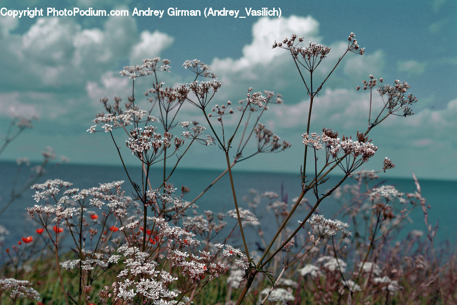Plant, Weed, Blossom, Flora, Flower, Cherry Blossom, Field