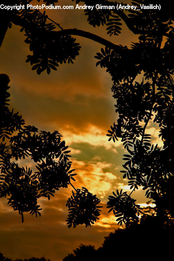 Dawn, Dusk, Red Sky, Sky, Sunrise, Sunset, Silhouette